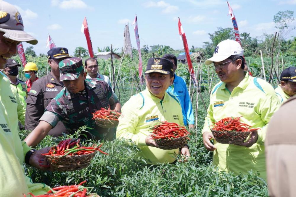 Panen Cabai dan Penyerahan Bantuan Intensifikasi Cabai Merah, yang berlangsung di Desa Lubuk Terentang Kecamatan Betara Kabupaten Tanjung Jabung Barat, Selasa (22/11/2022).