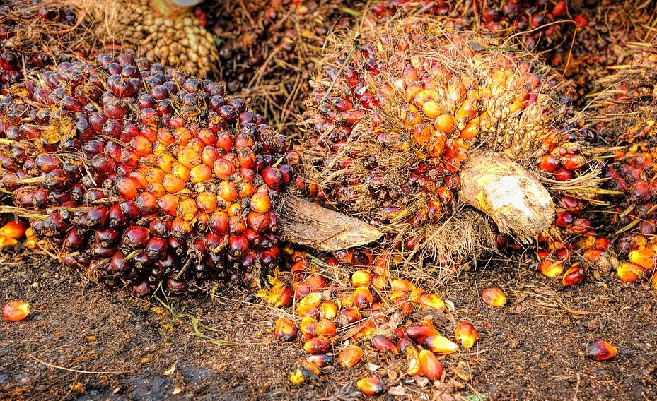 Tandan Buah Segar (TBS)