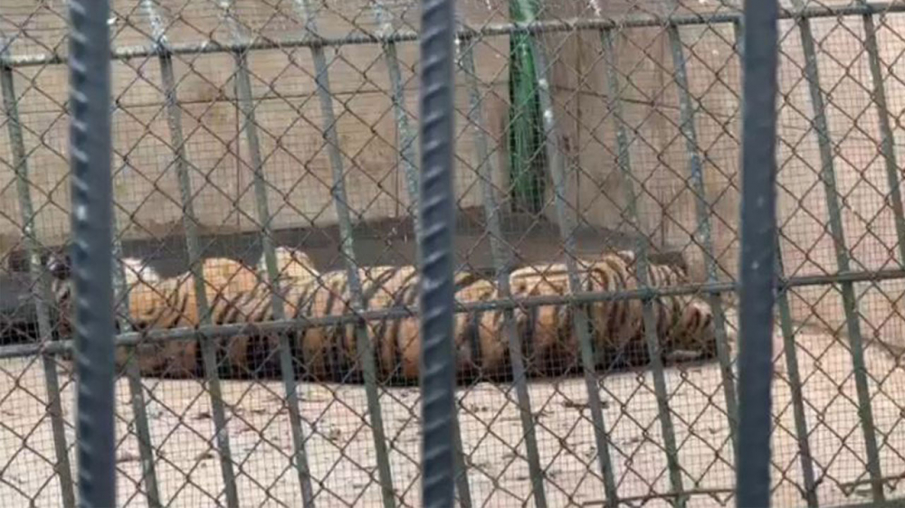 Harimau bernama Uni di Kebun Binatang Taman Rimba Jambi sedang beristirahat di dalam kendang