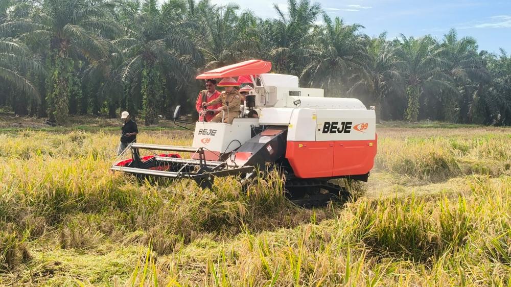 Gubernur Jambi Al Haris panen raya padi menggunakan combine harvester di Jujuhan Ilir.